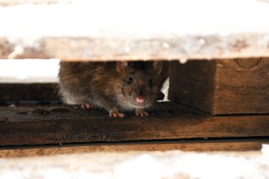 szczur chowa się pod drewnianymi deskami